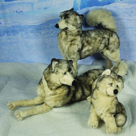 Famille de chiens Husky