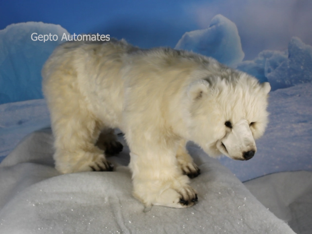 Ours Polaire
